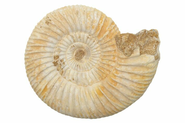 Jurassic Ammonite (Perisphinctes) Fossil - Madagascar #218804